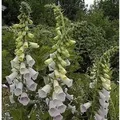 Produktbild: Fingerhut Excelsior - Digitalis purpurea