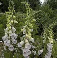 Produktbild: Fingerhut Excelsior - Digitalis purpurea