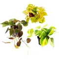 Produktbild: Exotenherz Zimmerpflanzen Trio Rankende Baumfreunde Set mit 3 Verschiedenen Philodendron Arten