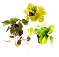 Produktbild: Exotenherz Zimmerpflanze Trio Rankende Baumfreunde Set 3 ver. Philodendron-Arten