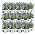 Produktbild: Plants by Frank | 72 Blauer Duft-Lavendel Pflanzen | Lavandula Angustifolia | Echter Lavendel | Winterhart | Mehrjährig | Gartenpflanzen