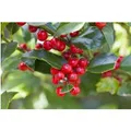 Produktbild: Ilex aquifolium 'Alaska' 30-40 cm