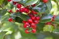 Produktbild: Ilex aquifolium 'Alaska' 30–40 cm – Immergrün, Winterhart, Pflegeleicht – Stechpalme – Heckenpflanze für Garten & Sichtschutz