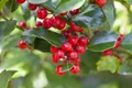 Produktbild: Ilex aquifolium 'Alaska', Stechpalme, immergrün, 30–40 cm