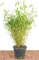Produktbild: Fargesia murieliae 'Jumbo' 40-60 cm – Winterhart, Immergrün, Pflegeleicht – Gartenbambus (Schirmbambus) – Heckenpflanze für Garten & Sichtschutz