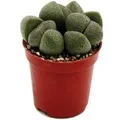 Produktbild: Exotenherz Pleiospilos Nelii Lebender Stein Lebender Granit im 5,5cm Topf