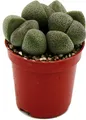 Produktbild: Pleiospilos nelii - Lebender Stein - Lebender Granit - im 5,5cm Topf