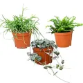 Produktbild: Green Me Up Babypflanzen Trio Hängepflanzen | Ceropegia woodii, Rhipsalis & Nephrolepis | Ungiftige Pflanzen für Katzen | Ideal für Regal, Sideboard & Fensterbank | frisch aus der Gärtnerei