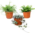 Produktbild: Green Me Up Zimmerpflanze Babypflanzen Trio Hängepflanzen, Wächst in Erde, Pflegeleicht, Ungiftig für Tiere und Kinder