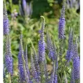 Produktbild: Ehrenpreis Blaue Pyramide - Veronica subsessilis