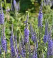 Produktbild: Ehrenpreis Blaue Pyramide - Veronica subsessilis