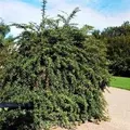 Produktbild: Lanzen Berberitze 40-50cm - Berberis hybrido