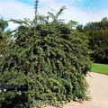 Produktbild: Lanzen Berberitze 40-50cm - Berberis hybrido