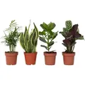Produktbild: Plant in a Box Chamaedorea, Ctenanthe, Clusia, Sansevieria -Pflegeleichte Pflanzenmischung 4er Set Höhe 25-40cm
