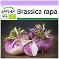 Produktbild: SAFLAX - BIO - Kohlrabi - Milan Purple - 600 Samen - Brassica rapa