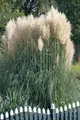 Produktbild: Cortaderia selloana 'Sunningdale Silver' – Winterhart, Mehrjährig, Pflegeleicht – Pampasgras – Ziergras für Garten & Solitärstellung
