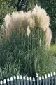 Produktbild: Pflanzen für Dich Gräser Cortaderia sel. Sunningdale Silver, 1 St., Pampasgras, silbrig, hochwachsend