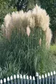 Produktbild: Pampasgras 'Sunningdale Silver' Cortaderia selloana C10 80-100cm Deko
