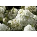 Produktbild: Viburnum Eskimo Schneeball Weiß 40–60 cm