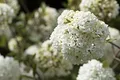 Produktbild: Viburnum 'Eskimo' 40-60 cm – Winterhart, Mehrjährig, Pflegeleicht – Schneeball – Heckenpflanze für Garten & Sichtschutz