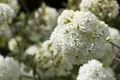 Produktbild: Viburnum 'Eskimo', Schneeball, weiß, 40–60 cm