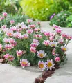 Produktbild: BALDUR Garten 3x Winterharter Bodendecker Afrikanisches Ringkörbchen, Pflanzen im 9x9 cm-Topf, Anacyclus depressus, Polsterstaude, Ringblume, winterharte mehrjährige Staude, trockenresistent, blühend