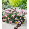 Produktbild: BALDUR Garten 3x Winterharter Bodendecker Afrikanisches Ringkörbchen, Pflanzen im 9x9 cm-Topf, Anacyclus depressus, Polsterstaude, Ringblume, wint...