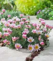 Produktbild: BALDUR Garten 3x Winterharter Bodendecker Afrikanisches Ringkörbchen, Pflanzen im 9x9 cm-Topf, Anacyclus depressus, Polsterstaude, Ringblume, winterharte mehrjährige Staude, trockenresistent, blühend
