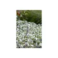 Produktbild: Stachys byzantina 'Silver Carpet', Wollziest, silbrig, ca. 9x9 cm Topf
