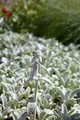 Produktbild: Pflanzen für Dich Staude Stachys byzantina Silver Carpet, 1 St., Wollziest, Eselsohr, Hasenohr