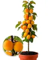 Produktbild: Säulen-Aprikosen, Aprikosenbaum 1 Pflanze, Prunus armeniaca