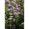 Produktbild: Spiraea Japonica Spierstrauch Little Princess 40-60 cm