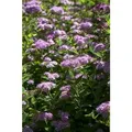 Produktbild: Pflanzen-für-dich.de - Spiraea Japonica 'little Princess' C 7 40- 60