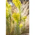 Produktbild: Euphorbia Characias Char. Humpty Dumpty Mittelmeer Wolfsmilch Ca. 11x11 cm Topf