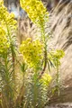 Produktbild: Euphorbia characias 'Humpty Dumpty' 11 cm Topf – Mehrjährig & Pflegeleicht – Wolfsmilch – Zierstaude für Beet & Kübel