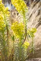 Produktbild: Euphorbia characias char.'Humpty Dumpty', Wolfsmilch, ca. 11x11 cm Topf
