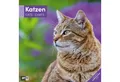 Produktbild: Ackermann Wandkalender Katzen Broschürenkalender 2026 - 30x30 - Art12