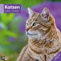 Produktbild: Katzen Broschürenkalender 2026 - 30x30 - Art12 Ackermann Kunstverlag GmbH