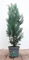 Produktbild: Chamaecyparis lawsoniana 'Columnaris' 40–60 cm – Winterhart, Immergrün, Pflegeleicht – Blaue Säulenzypresse – Heckenpflanze für Garten & Sichtschutz