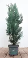 Produktbild: Pflanzen für Dich Konifere Chamaecyparis lawsoniana Columnaris, 1 St., Säulenzypresse, Blaue Säulenzypresse, Lawsons Scheinzypresse, blaugrün, säulenförmig