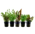 Produktbild: Aquaone Wasserpflanze Pflanzen Set mit 5 Mittelgrund Wasserpflanzen Nr.139