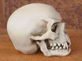 Produktbild: Markus Mayer Ork Schädel HdR Fantasy Larp WoW Skull Orc Skulptur aus Kunststein, Bone, Handcoloriert, für Innen- und Außenbereich, Wind und Wetter beständig