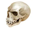 Produktbild: Joh.Vogler GmbH Replik Orc Schädel Markus Mayer Totenkopf Skull Gothic Totenschädel Ork