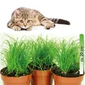 Produktbild: Cyperus zumula, im 12er Topf, Katzengras, Höhe ca. 20cm, 3er Set
