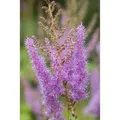 Produktbild: Astilbe X Arendsii Amethyst Prachtspiere Ca. 9x9 cm Topf