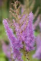Produktbild: Pflanzen für Dich Staude Astilbe arendsii Amethyst, 1 St., Prachtspiere