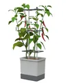 Produktbild: GUSTA GARDEN Charly Chili Chilitopf - Pflanzentopf mit Rankhilfe, Bewässerungssystem & Robustem Rahmen (Hellgrau, XL)