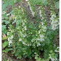 Produktbild: Immergrüner Gamander Alba - Teucrium,ucidrys