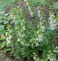 Produktbild: Immergrüner Gamander Alba - Teucrium lucidrys