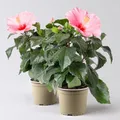 Produktbild: Hibiskus, rosa, Topf-Ø 13 cm, Höhe ca. 35 cm, 2 Pflanzen